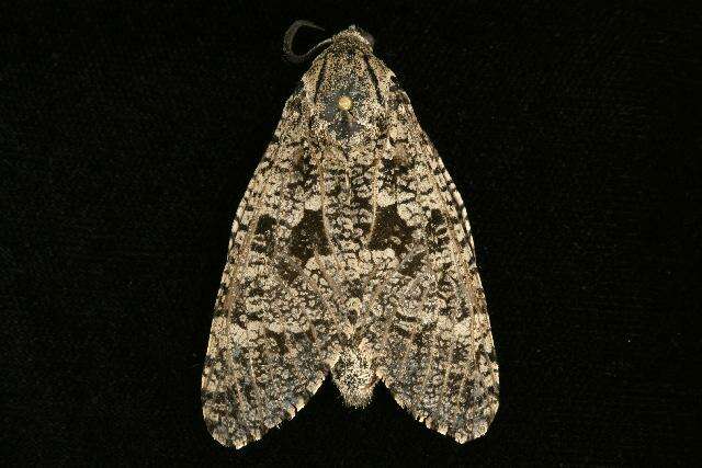 Image of Carpenterworm Moth