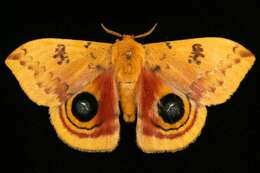 Image of Io Moth