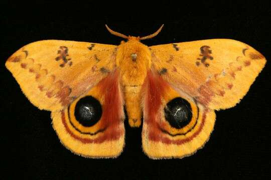 Image of Io Moth