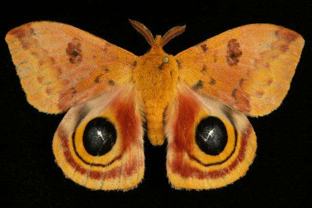 Image of Io Moth