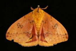 Image of Io Moth