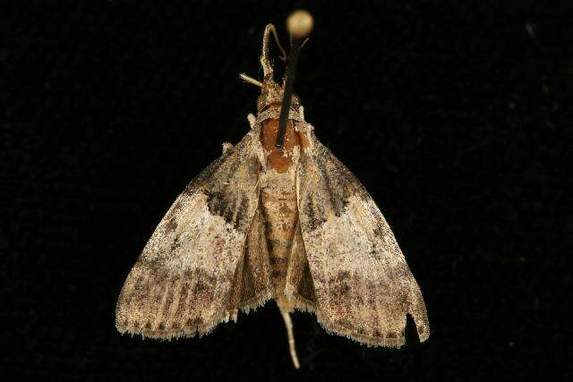 Image of Pine Webworm