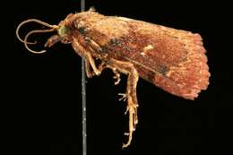 Image of Asimina webworm moth