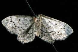 Image of <i>Idaea ostentaria</i>