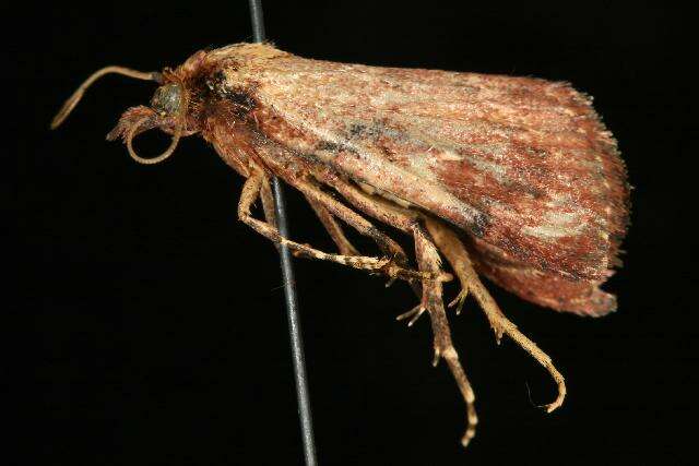 Image of Asimina webworm moth