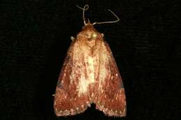 Image of Asimina webworm moth