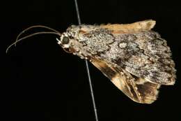 Image of Girlfriend Underwing