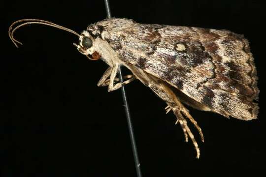 Image of Jair Underwing