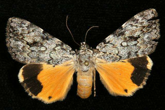 Image of Girlfriend Underwing