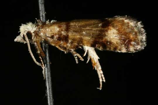 Image of Subtropical Pine Tip Moth