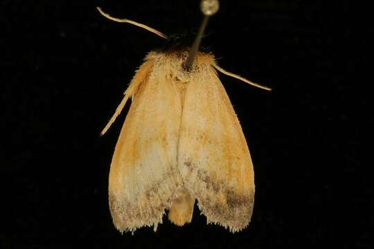 Image of Pitcher Plant Mining Moth