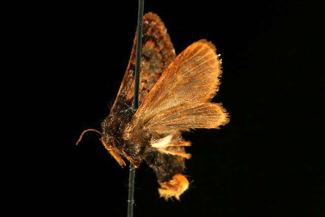 Image of Hag Moth