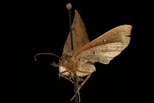 Image of Variable Metallata Moth