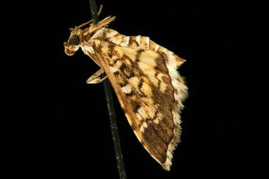 Image of Assembly Moth