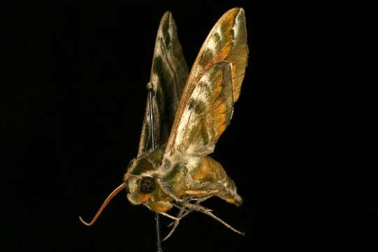 Image of Hydrangea sphinx