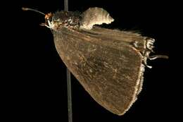 Image of Gray Hairstreak