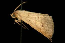 Image of Vetch Looper Moth