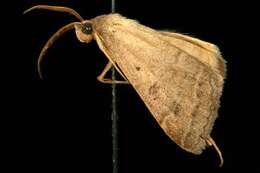 Image of Vetch Looper Moth