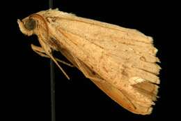 Image of Vetch Looper Moth