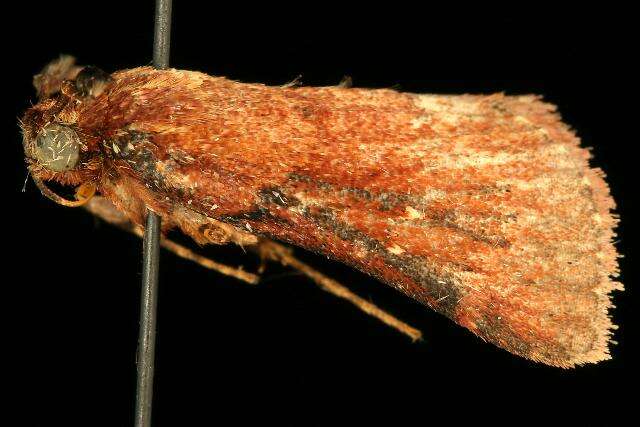 Image of Asimina webworm moth