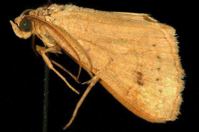 Image of Vetch Looper Moth