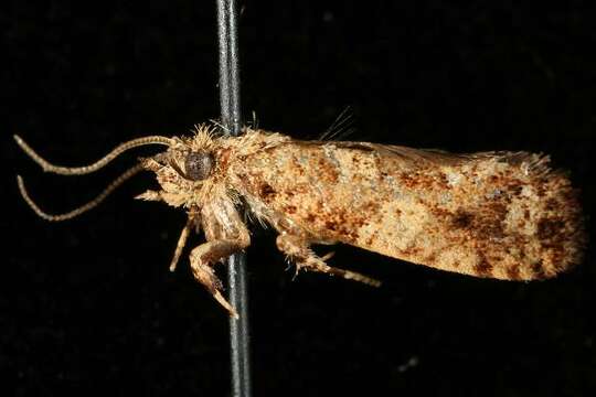 Image of Cresson's Grass-tubeworm Moth