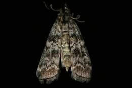 Image of Conifer Coneworm Moths