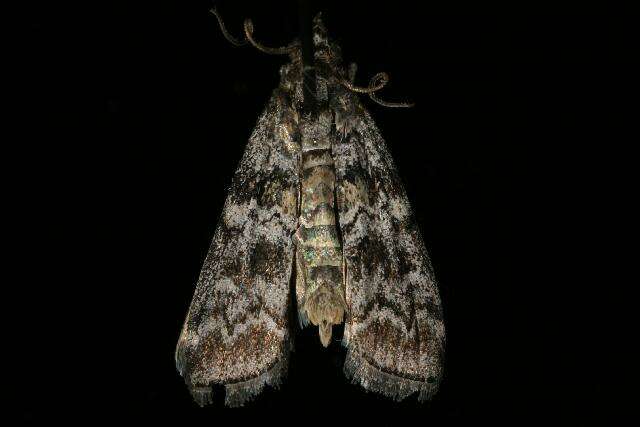 Image of Conifer Coneworm Moths