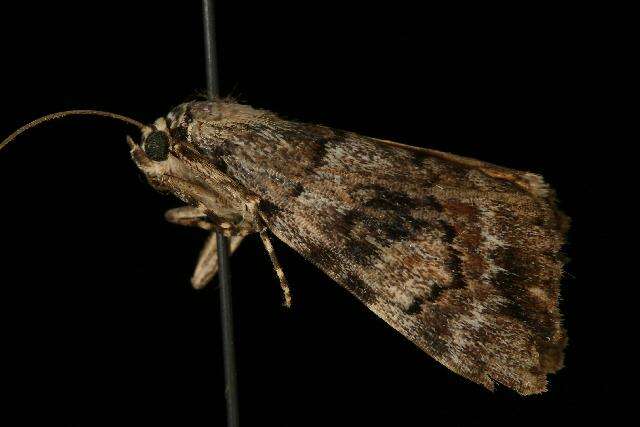 Image of Jair Underwing