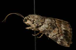 Image of Jair Underwing