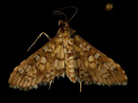 Image of Assembly Moth