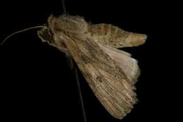 Image of Gray-streaked Armywom Moth