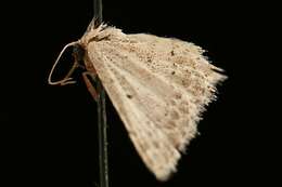 Image of <i>Idaea ostentaria</i>