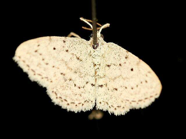 Image of <i>Idaea ostentaria</i>