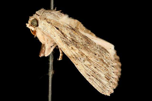 Image of Gray-streaked Armywom Moth