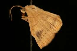 Image of Vetch Looper Moth