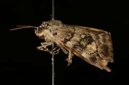 Image of Jair Underwing