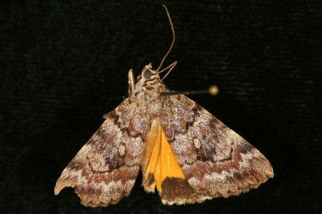 Image of Jair Underwing