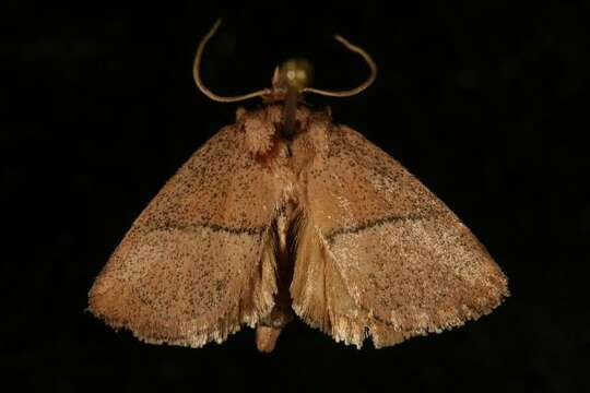 Image of Shagreened Slug Moth