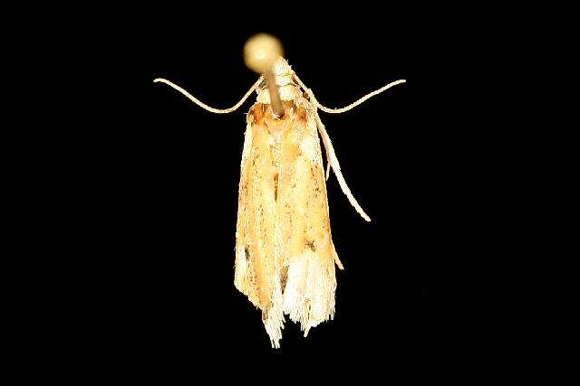 Image of Coenochroa