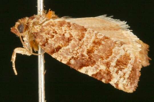 Image of Jack Pine Tube Moth