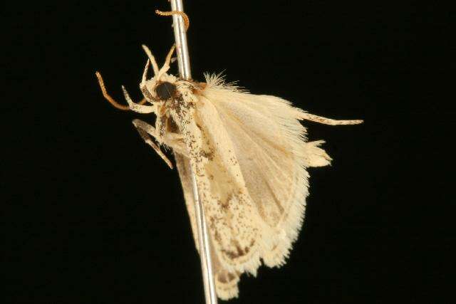 Image de Glyphidocera lactiflosella Chambers 1878