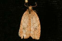 Image of Phaecasiophora inspersa Heinrich 1931