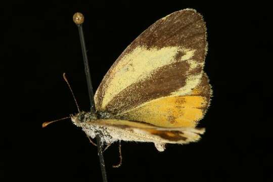 Image of Dainty Sulphur