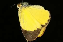 Image of Barred Yellow