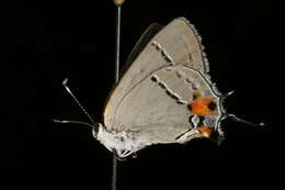 Image of Gray Hairstreak