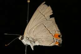 Image of Gray Hairstreak