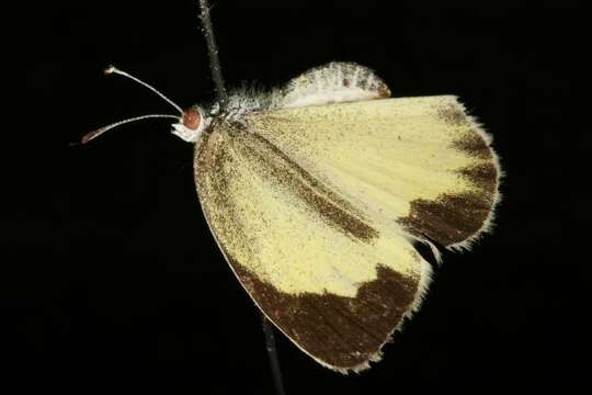 Imagem de Eurema daira (Godart 1819)