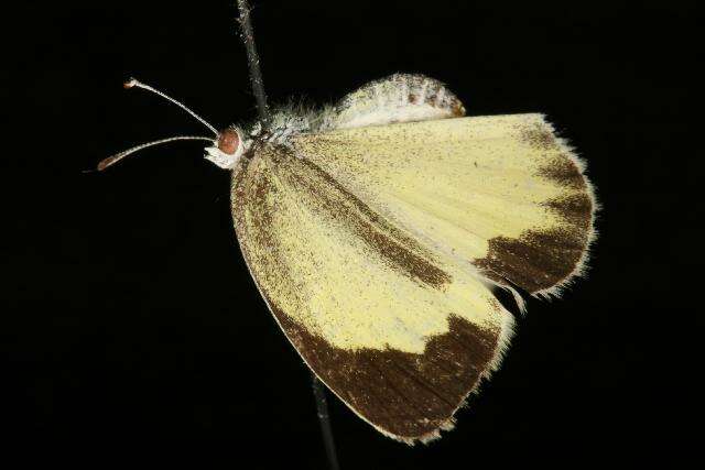 Image of Barred Yellow