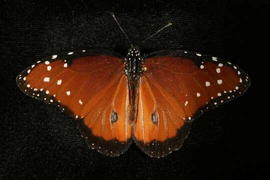 صورة Danaus (Anosia) gilippus Cramer 1775